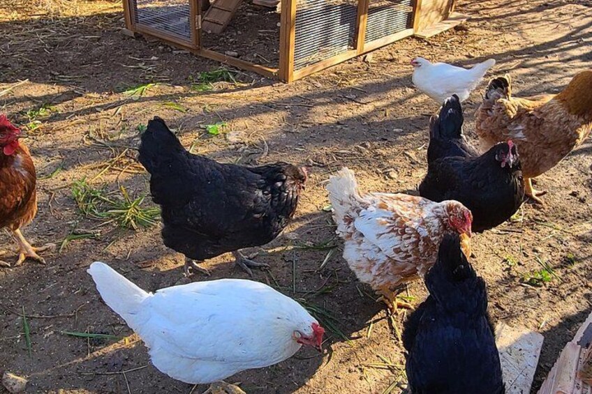 Gino and the chickens 3