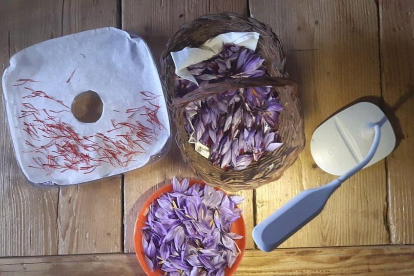 The saffron flowers ready to be dried. 3