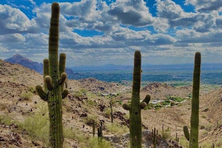 A desert landscape with multiple saguaro cacti and a distant mountain range under a partly cloudy sky. 5