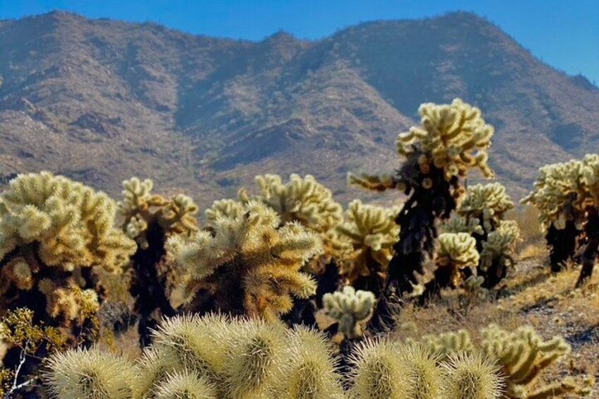 A desert landscape with large cacti and mountains in the background. 4