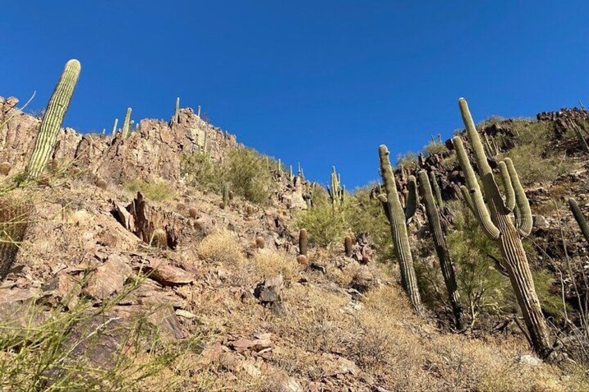 A rocky desert landscape with multiple cacti. 3