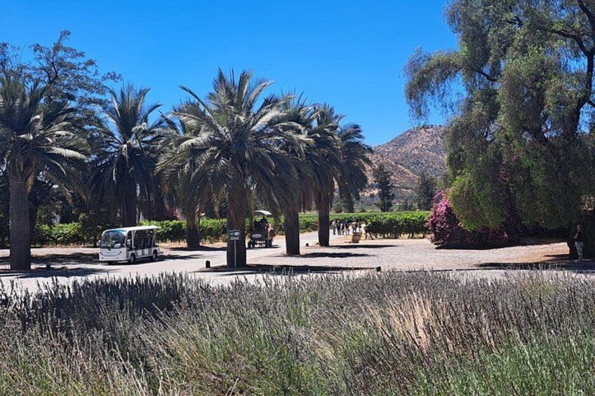 A park with palm trees, a bus, and a mountain in the background. 4