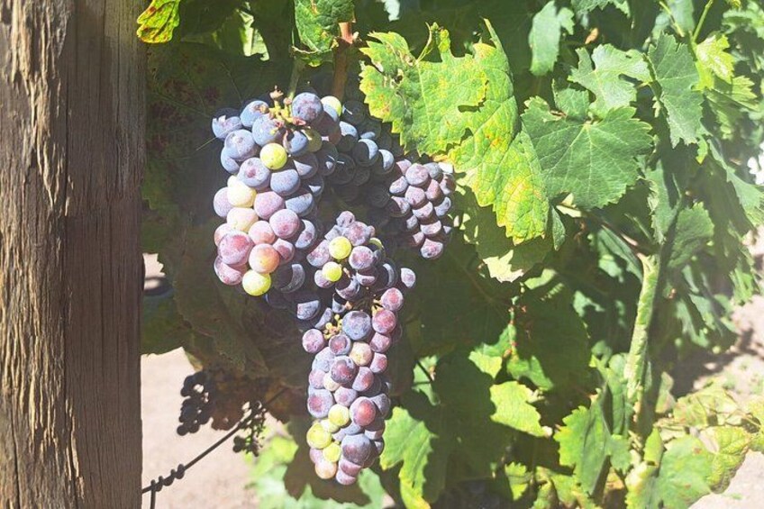 A grapevine with clusters of purple grapes. 2