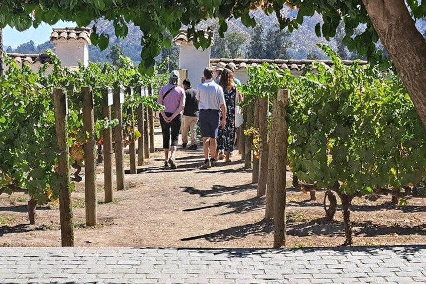 A vineyard pathway with rows of grapevines, a brick walkway, and a clear sky. 5