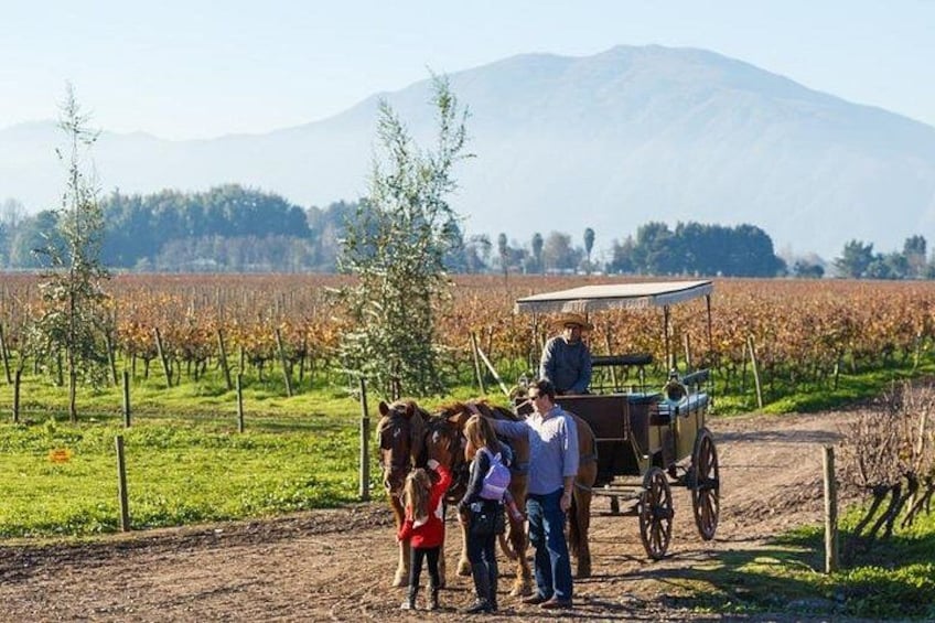 A vineyard with rows of grapevines, a horse-drawn cart, and a mountainous background. 2