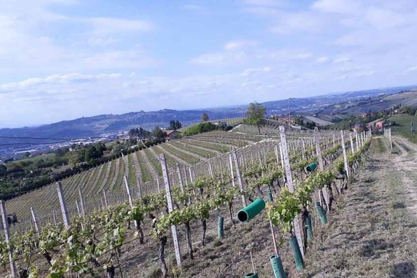 Hiking and wine tour starting from Alba 4