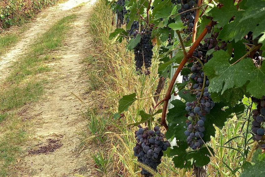 Hiking and wine tour starting from Alba 3