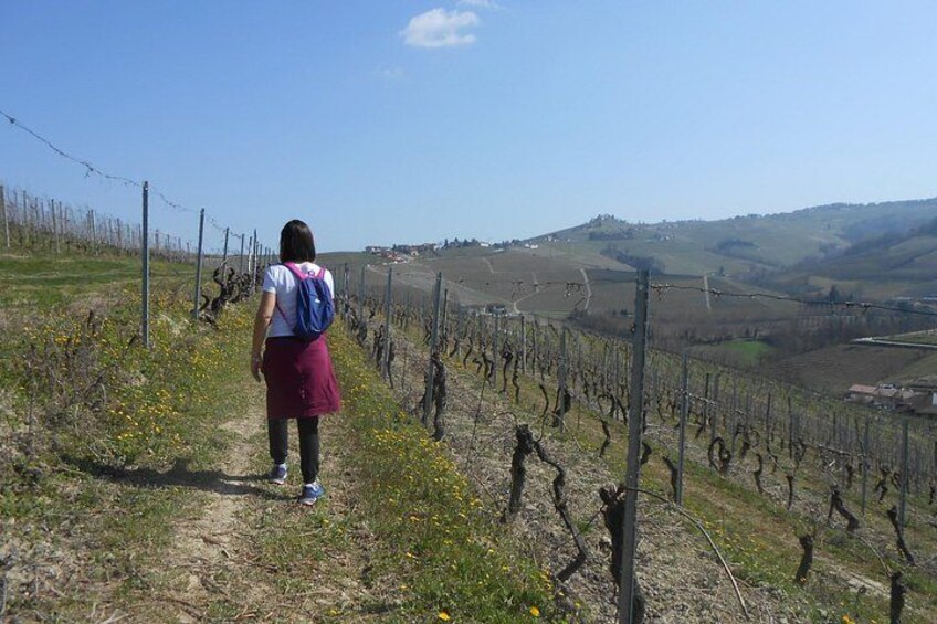 Une personne marchant sur un chemin de terre dans un vignoble, avec des rangées de vignes. 1