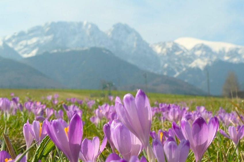 Full-day Zakopane and Tatras Mountains Day Tour from Krakow 4