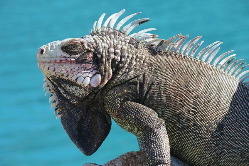En iguana med taggiga fjäll och en ojämn hud, avbildad mot en bakgrund av klart blått vatten. 4