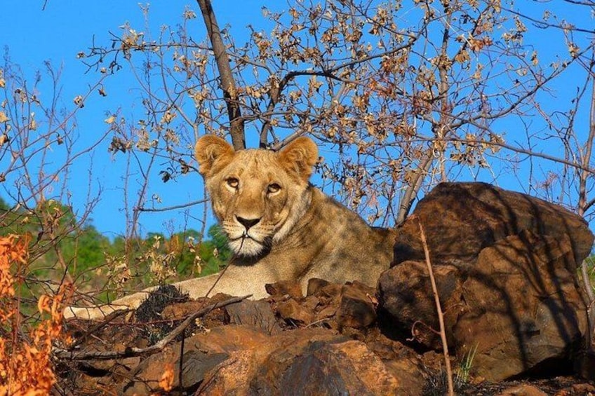 A lion resting on rocks with dry branches and a clear blue sky in the background. 1