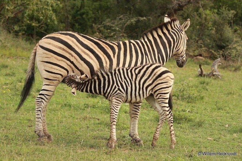 A zebra with a foal, both standing in a grassy field. 5