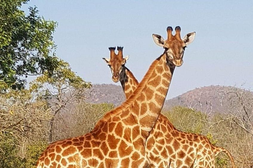 Two giraffes in a natural landscape with trees and hills in the background. 4