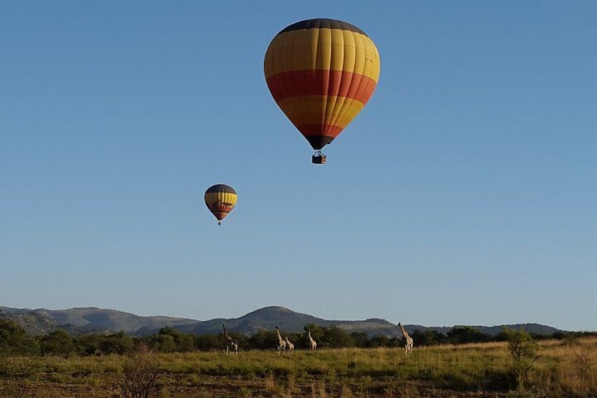 Two hot air balloons in a grassy field with giraffes in the background. 4