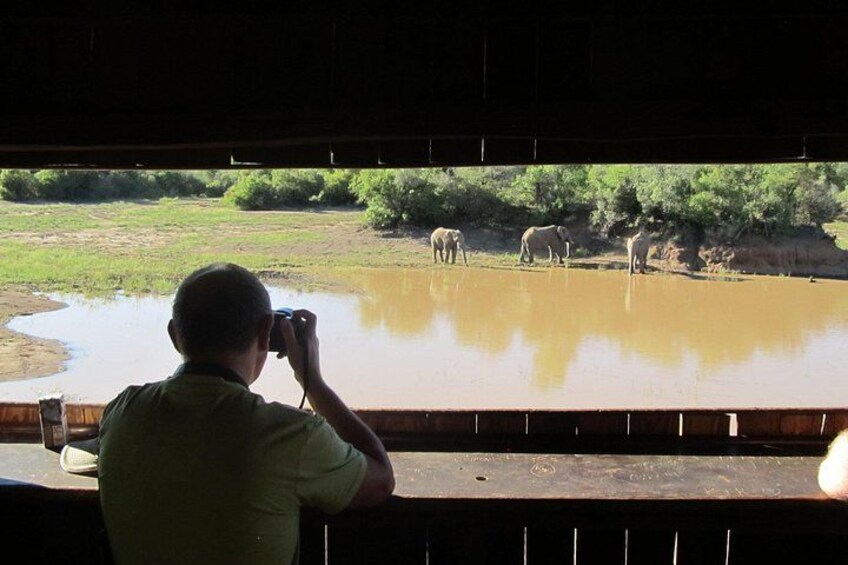 A person taking a photo of elephants by a water body. 2