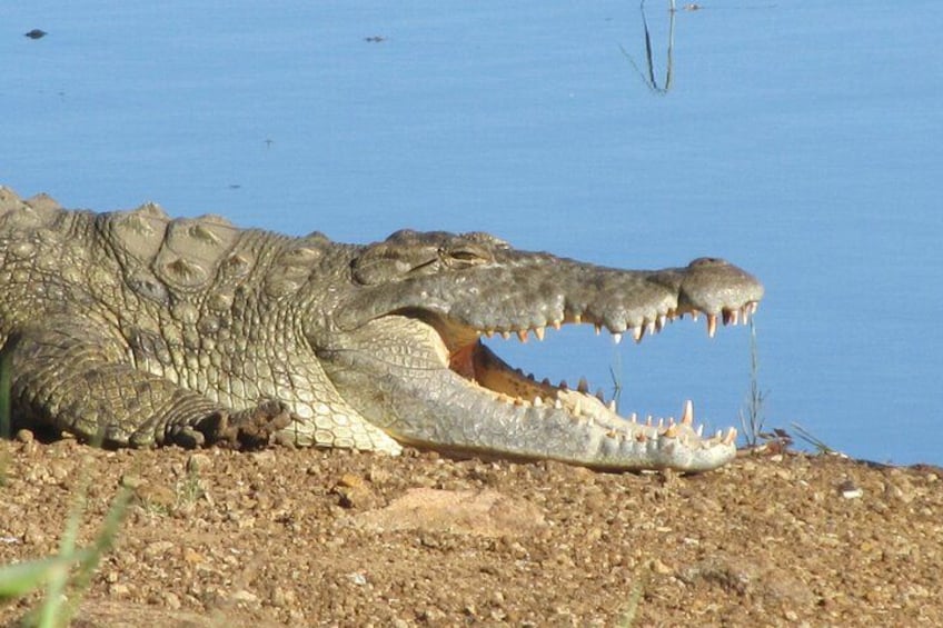 A crocodile with its mouth open near a body of water. 3