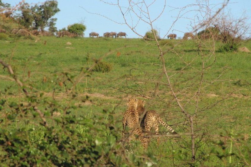 A giraffe in a grassy field with trees and a clear sky. 3
