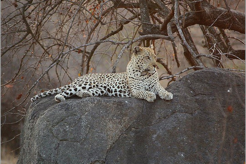 A leopard resting on a rock with a backdrop of leafless trees. 1