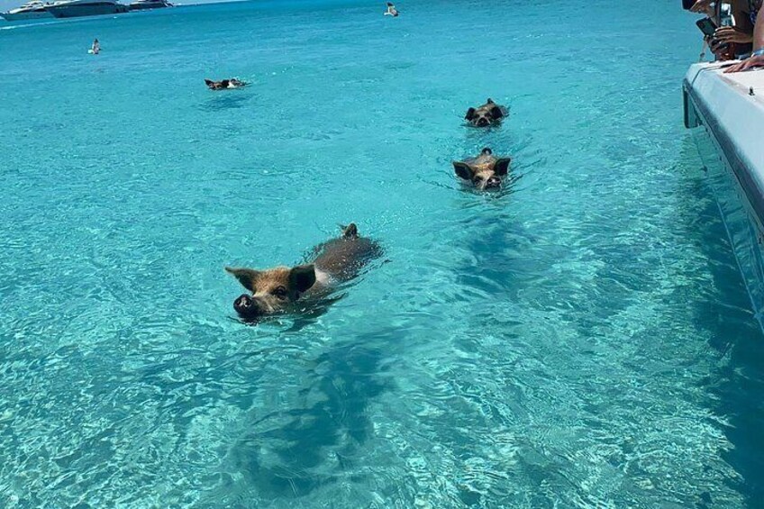Ein klares, blaues Schwimmbecken, in dem mehrere Hunde schwimmen. 4