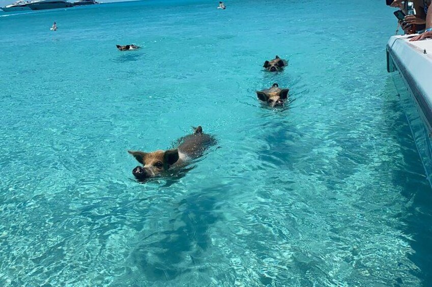 Ein klares, blaues Schwimmbecken, in dem mehrere Hunde schwimmen. 4