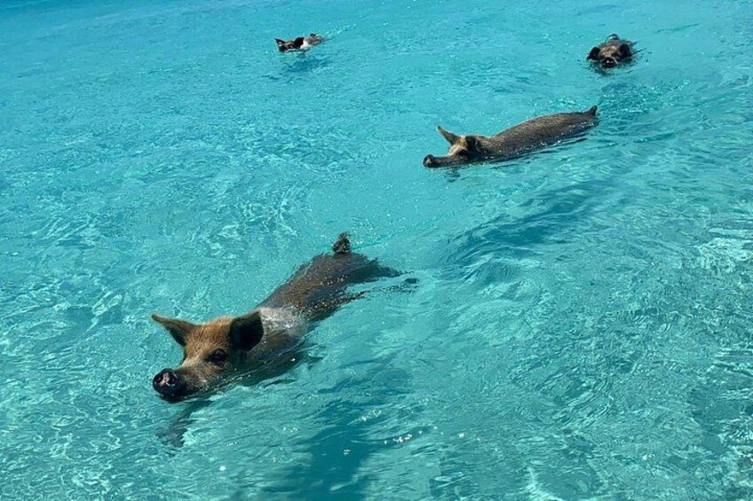 Hunde schwimmen in klarem, blauem Wasser. 3