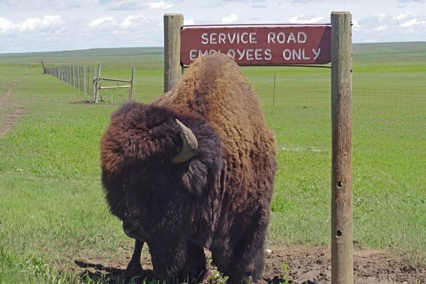 A bison near a service road sign. 3
