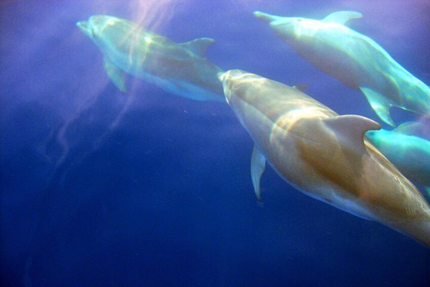 Dolphins swimming in the ocean. 4