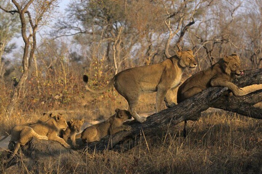 A group of lions resting on a fallen tree in a savannah landscape. 1