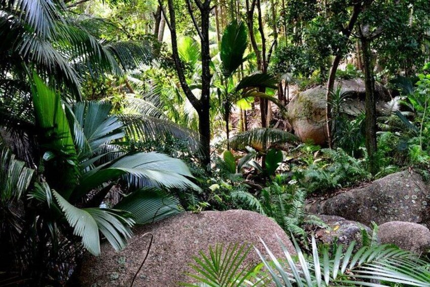 Private Fond Ferdinand and Anse Lazio Tour from Baie Sainte Anne 4