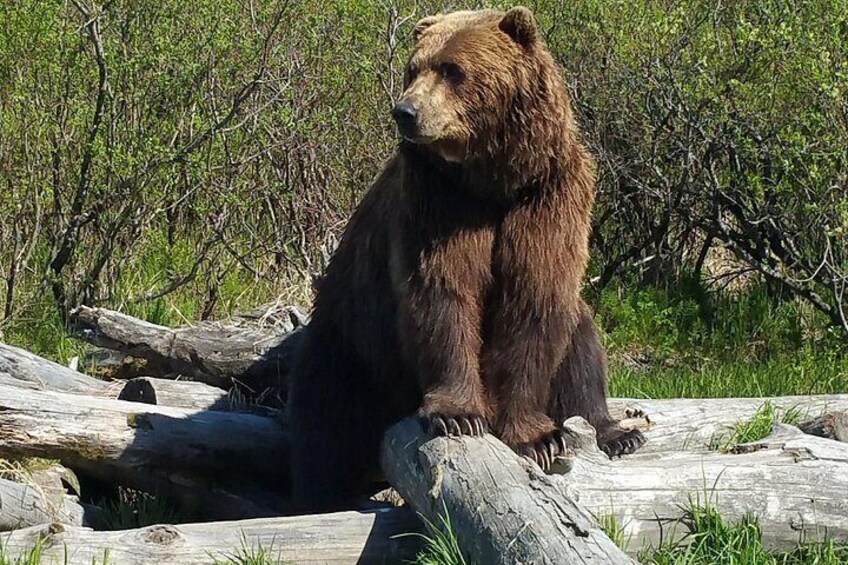 Alaska Wildlife Visit and Glacier Cruise Adventure 2
