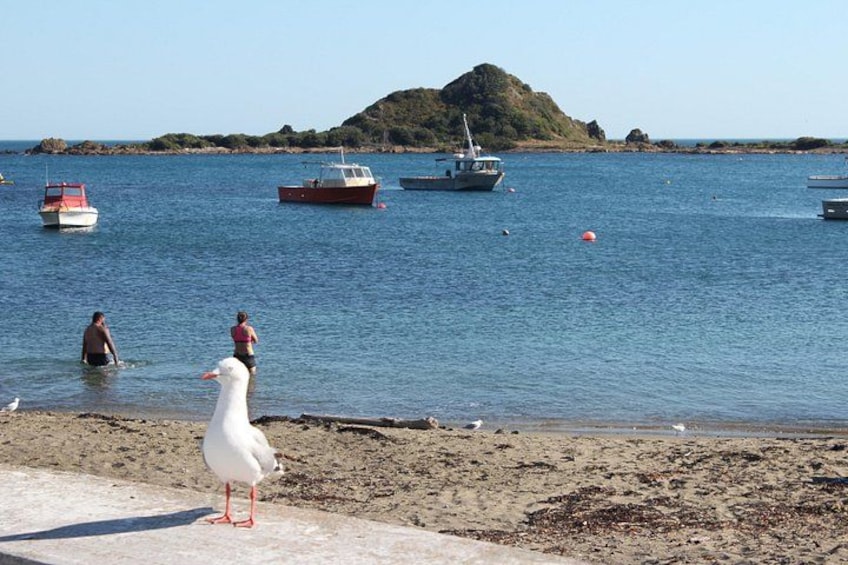 Island Bay and Taputeranga Island. 4