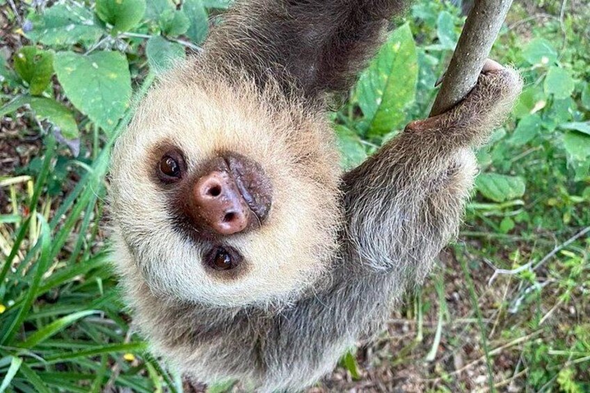 Meet Luca the sloth 1