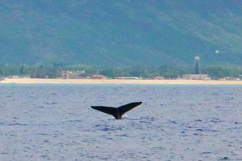 Oahu: Swim with Dolphins on the West Coast 2