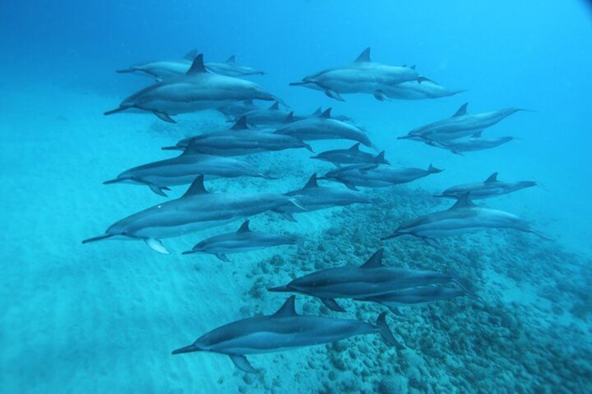 Oahu: Swim with Dolphins on the West Coast 2