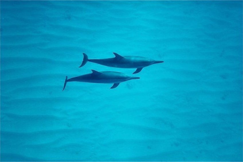 Oahu: Swim with Dolphins on the West Coast 2