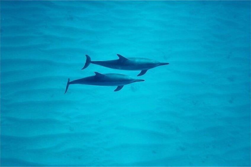 Oahu: Swim with Dolphins on the West Coast 2