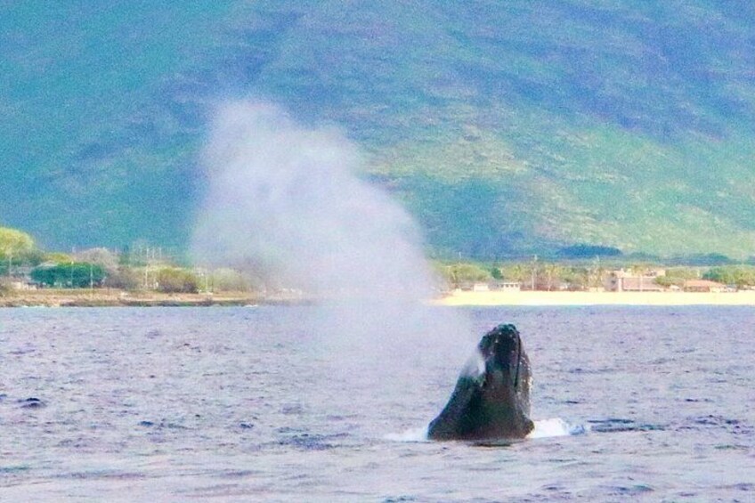 Oahu: Swim with Dolphins on the West Coast 2