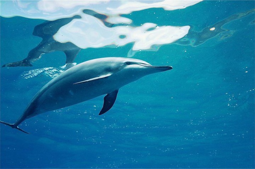 Oahu: Swim with Dolphins on the West Coast 3