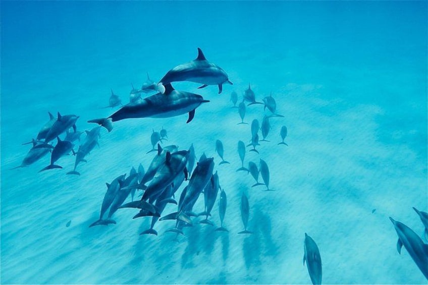 Oahu: Swim with Dolphins on the West Coast 3
