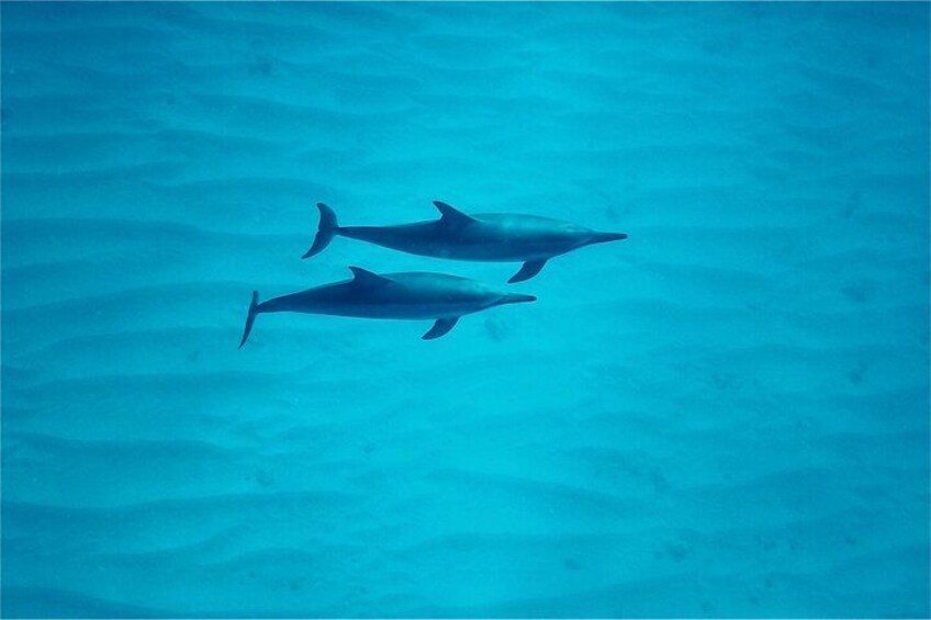Oahu: Swim with Dolphins on the West Coast 3