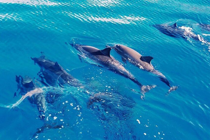 Oahu: Swim with Dolphins on the West Coast 1