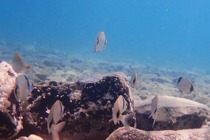A group of fish swimming near a coral reef. 4
