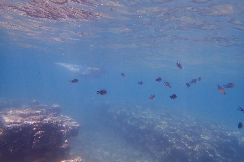 A school of fish swimming near a rocky underwater surface. 5