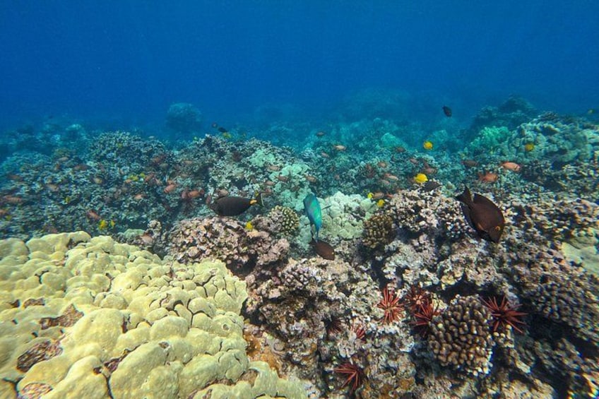 Een levendig koraalrif met diverse zeedieren en kleurrijke koraalformaties. 1