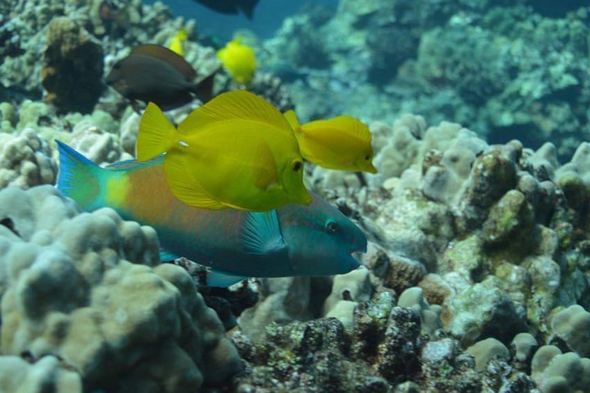 Un poisson bleu et jaune nageant près d’un récif corallien. 3