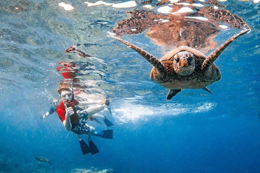 Un plongeur sous l’eau, avec une tortue de mer qui nage au-dessus de lui. 5