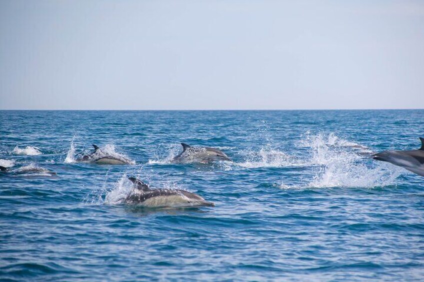 Dolphins jumping out of the water in the ocean. 1