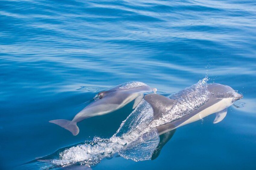 Dolphins 2