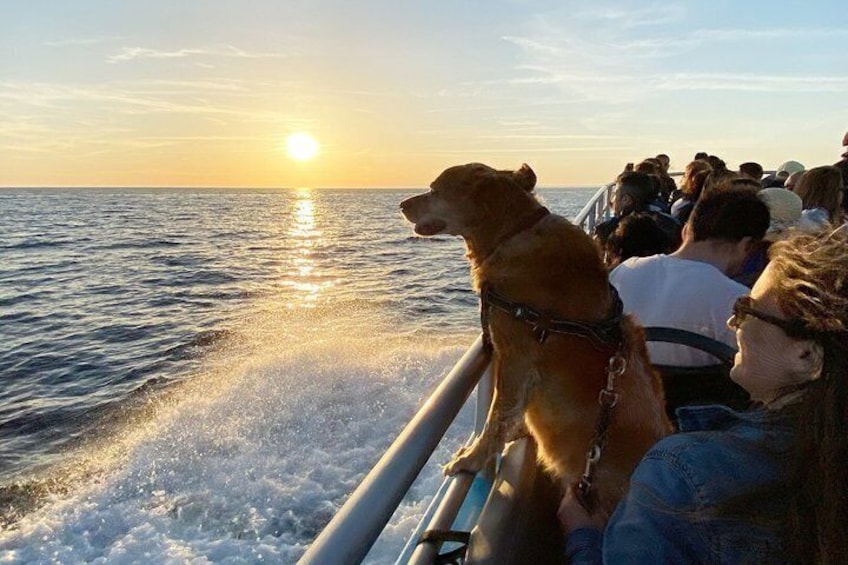 Portimão:Embark on Nature•Benagil and Dolphins•Biologist on board 3