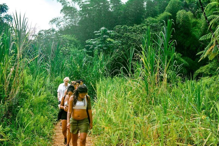 A group of people walking on a dirt path surrounded by lush greenery. 2
